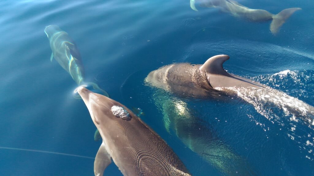 Um Grupo de golfinhos roazes respiram na superficie do mar