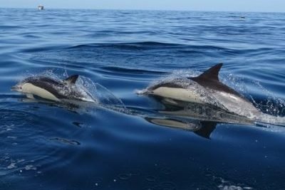 Boat trips along Ria Formosa and dolphin watching in Faro