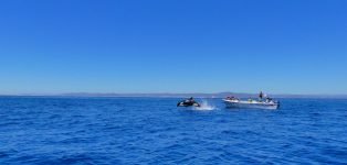 Orca Jumps - Dolphin watching in Faro