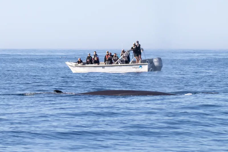 Bryde whale with Beluga Ecomarine Algarve boat