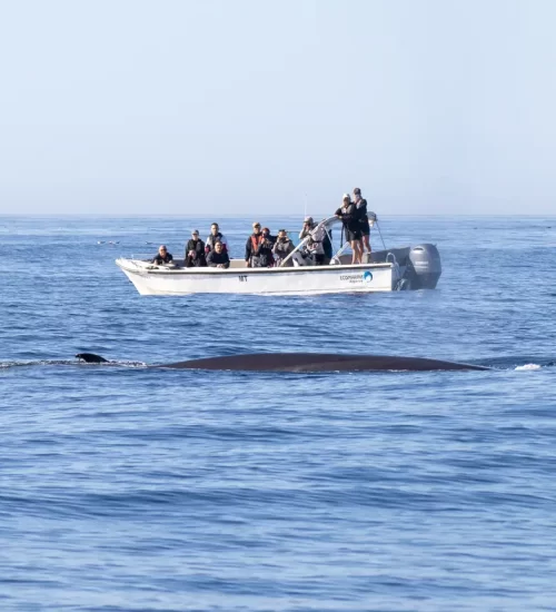 Brydes whale close to our boat